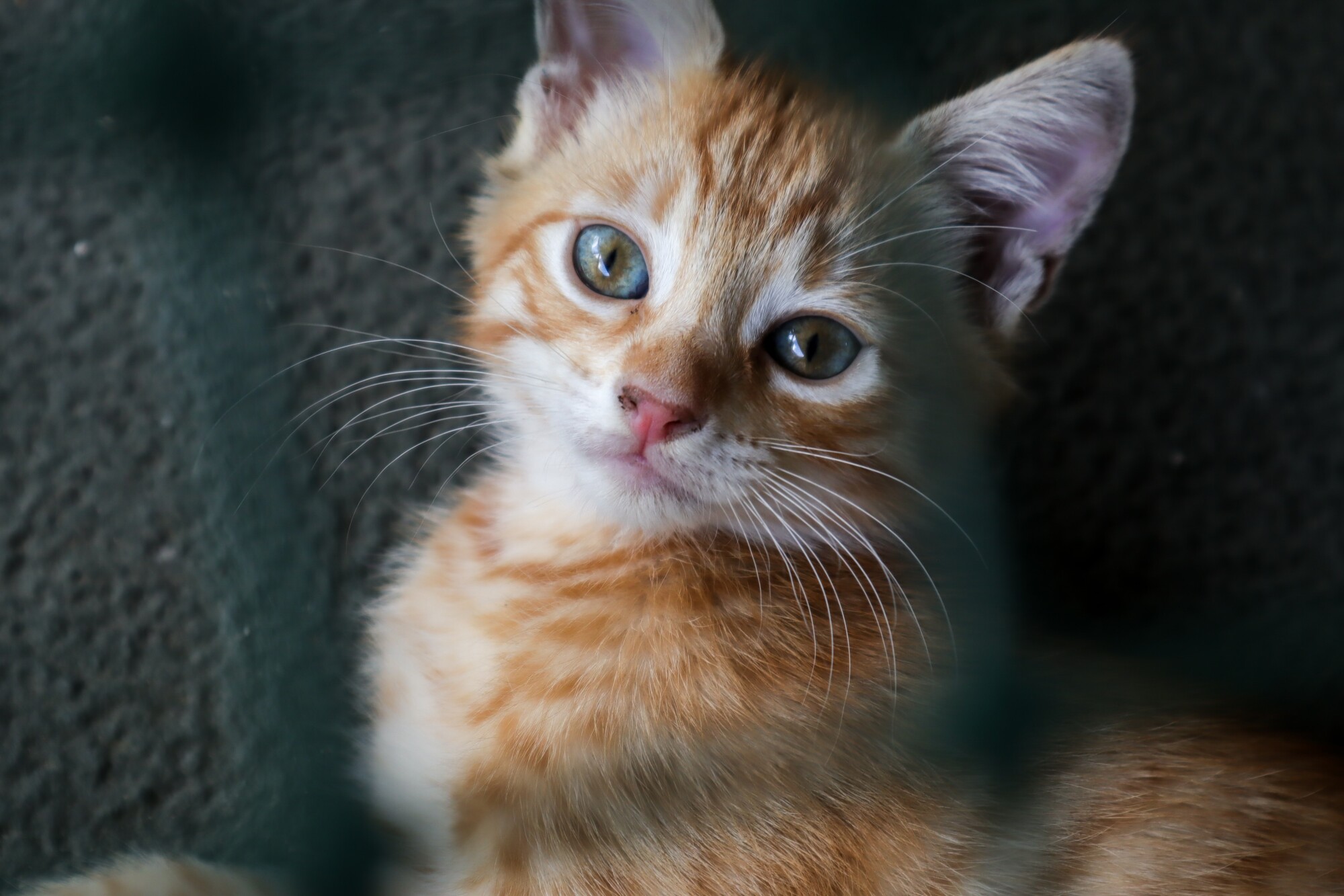 Difference Between Service, Emotional Support Animals, and Pets